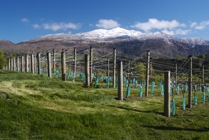 Vineyard in Central Otago-courtesy Central Otago Pinot Noir